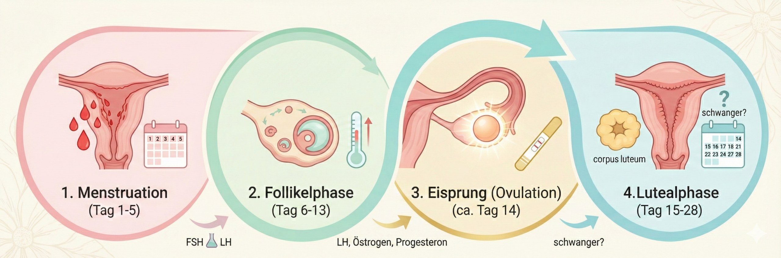 Zeitplan einer IVF-Therapie Zeitplan einer IVF-Therapie